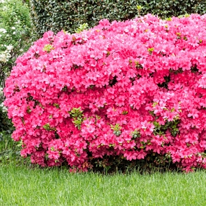 Azalea Macrantha Pink